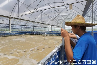 三名80后投資帆布工廠化養蝦,不換水、零排放,畝產3300斤