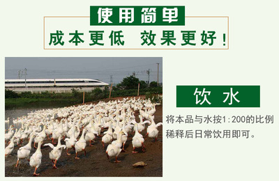 喂鴨em菌劑哪種成本低鴨子長(zhǎng)的好成活率高