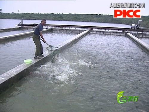 巢湖 水產(chǎn)養(yǎng)殖迎來 豐收季