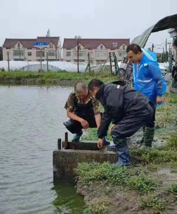 決不輕易讓水產(chǎn)養(yǎng)殖豐收成果受損失,金山這個鎮(zhèn)全力以赴抗擊 燦都 臺風