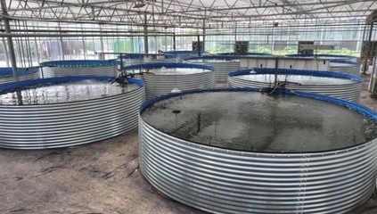 【鄉村行 看振興】鄲城:深耕漁業挖潛能 做優做活&ldquo;水&rdquo;文章