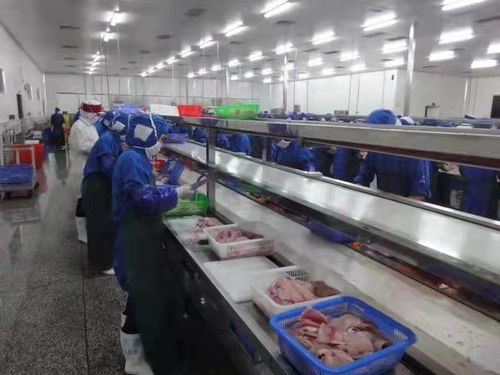 化州全力推動羅非魚產(chǎn)業(yè)由大市轉(zhuǎn)向強市，助力農(nóng)家樂休閑觀光服務(wù)升級