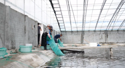 對(duì)蝦畝均產(chǎn)量提升60倍，三門(mén)養(yǎng)殖基地靠什么？