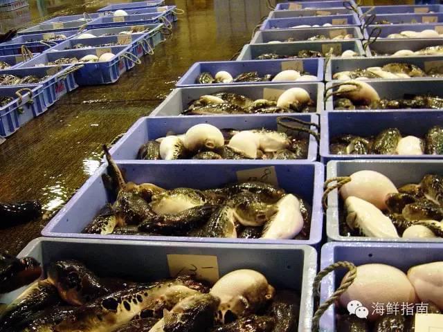 紅鰭東方鲀 美無(wú)度、禍無(wú)涯——水產(chǎn)養(yǎng)殖的雙刃劍