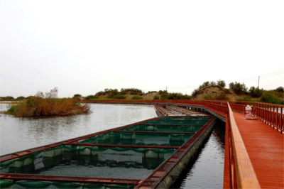 生物多樣性優秀案例(71) 新疆生產建設兵團天鵝湖鹽堿水產養殖